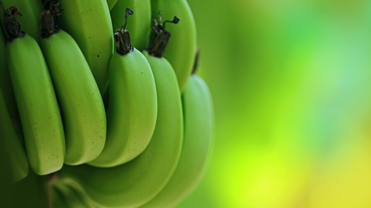 Green Bananas Boost Metabolism And Aid Weight Loss