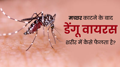 मच्छर काटने के बाद डेंगू वायरस शरीर में कैसे फैलता है? जानें सिर्फ मादा मच्छर क्यों फैलाती हैं ये वायरस