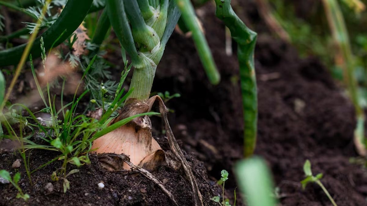 Winter Wellness: 8 Best Root Vegetables to Consume for Better Health
