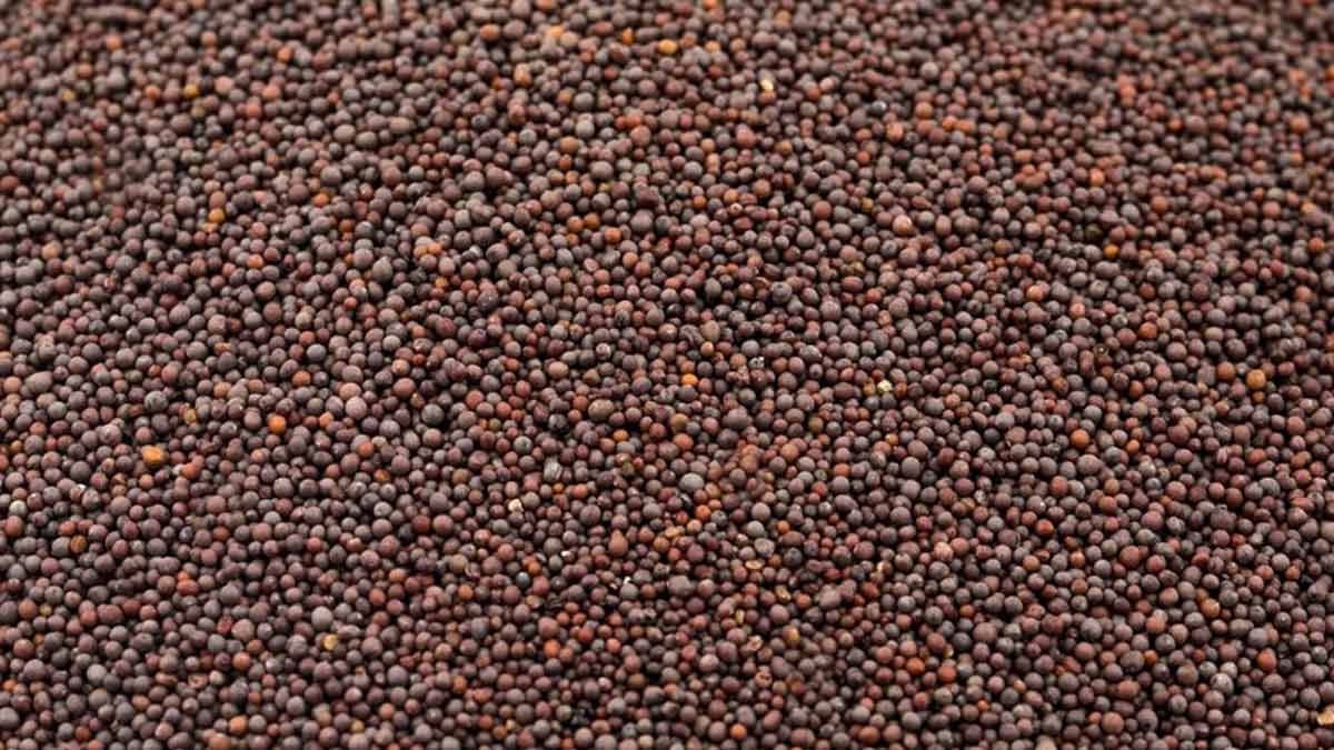 Natural Remedies For Asthma Patients: Here&rsquo;s Why You Should Consume Sarso In Winters